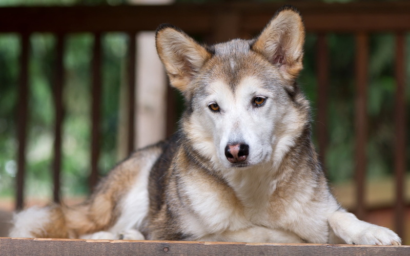 sled Dog, brown, fur, sitting, beautiful, carnivore, animal Head, portrait, animal Nose, focus on foreground, wolf, outdoors, alaskan Culture, day, silver