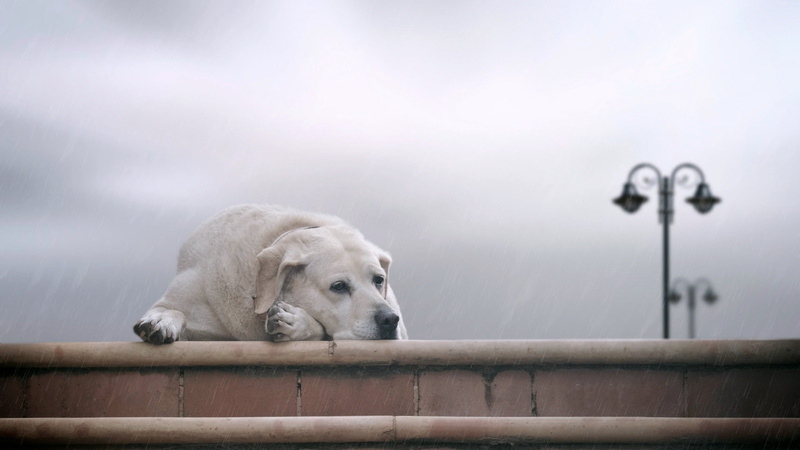 waiting, one animal, mammal, domestic, nature, nebulae, purebred Dog, coated, playful, low angle view, pets, portrait, canine, focus on foreground, dogs