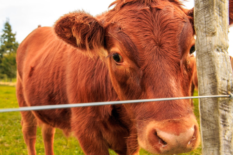 animal themes, pets, animal, mammal, land, 4K, brown, stock, animal head, nature, close-up, no people, farming, animal body part, herbivorous, taranaki