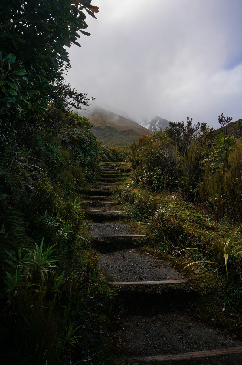 4K, tranquility, new zealand, scenics - nature, rain, stairs, lush, foggy mountain, nature, travel, landscape, growth, tranquil scene, rainy, volcano