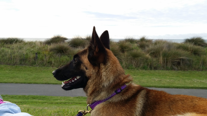 grass, plant, shepherd, malinoi, pets, looking, collar, sky, day, taranaki, pup, puppy, 4K, west coast, domestic, dog walk, coastal, animal themes, outdoors