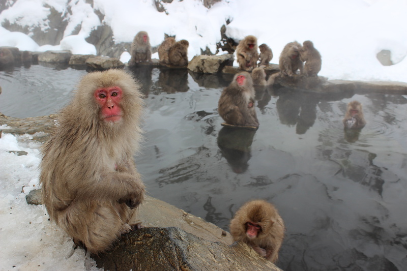 hot Spring, vertebrate, bath, wild, bathing, animal themes, onsen, spa, jigokudani, monkey, snow monkeys, primate, group of animals, nature, animal family