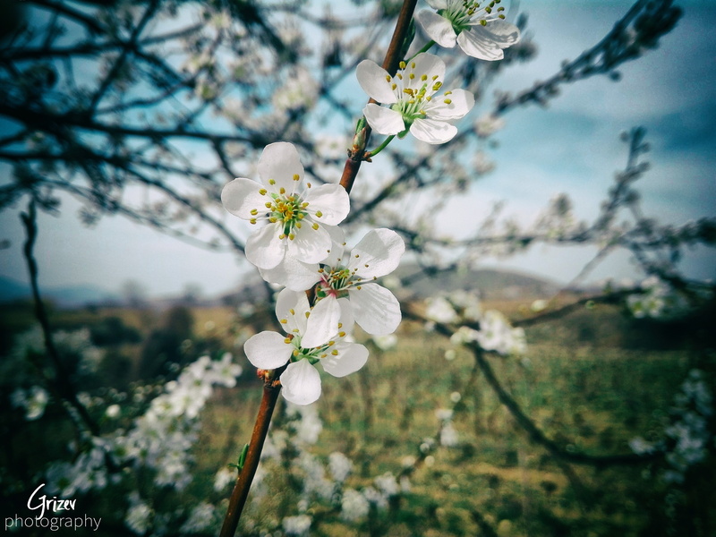 hot spring, Sun, outdoors, day, growth, cherry blossom, 4K, blossom, pollen, tree, flower head, no people, stones, plant, freshness, cherry tree, inflorescence