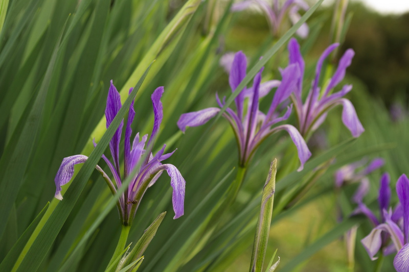 flowers, hot spring, herbarium, 4K, plants