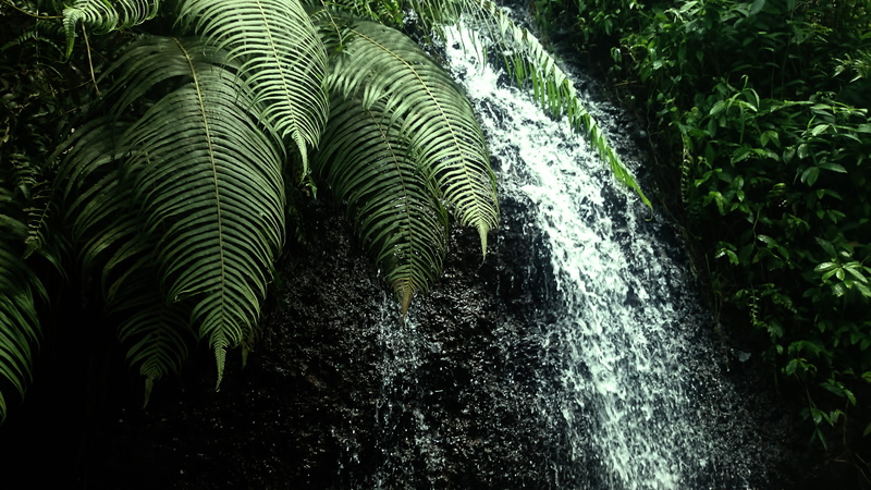tranquility, forest, day, 4K, beauty in nature, jepara regency, jepara, scenics - nature, foliage, zen, waterfall, outdoors, land, fern, leaf, green color