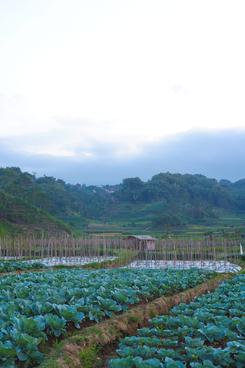 field, tranquility, rice field, scenics - nature, 2K, day, water, forest, no people, tranquil scene, plant, mountain, land, magetan regency, rural scene