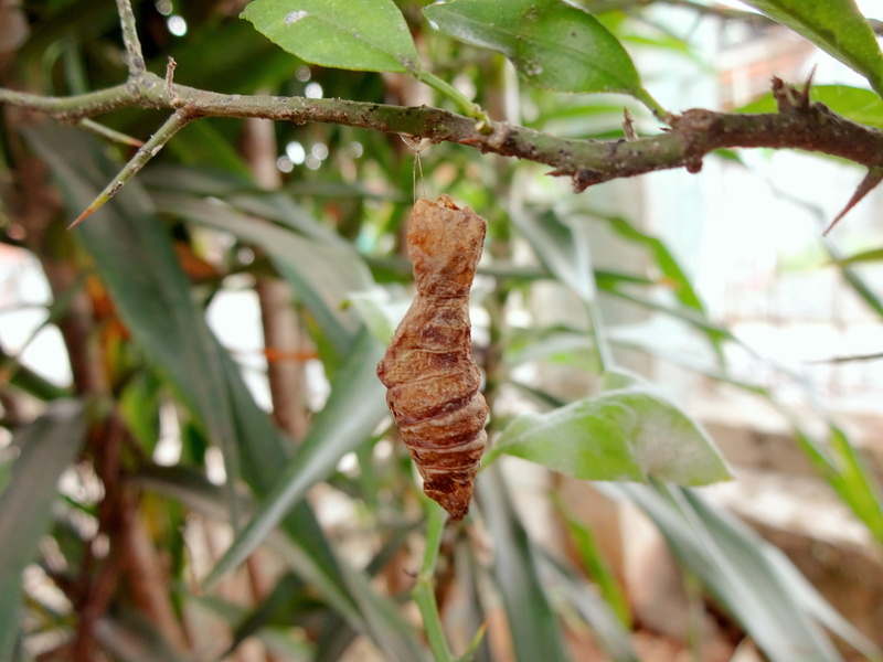 twig, focus on foreground, nature, kuningan regency, selective focus, indonesia, plant stem, outdoors, green, tranquility, cool, land, day, growth, close-up