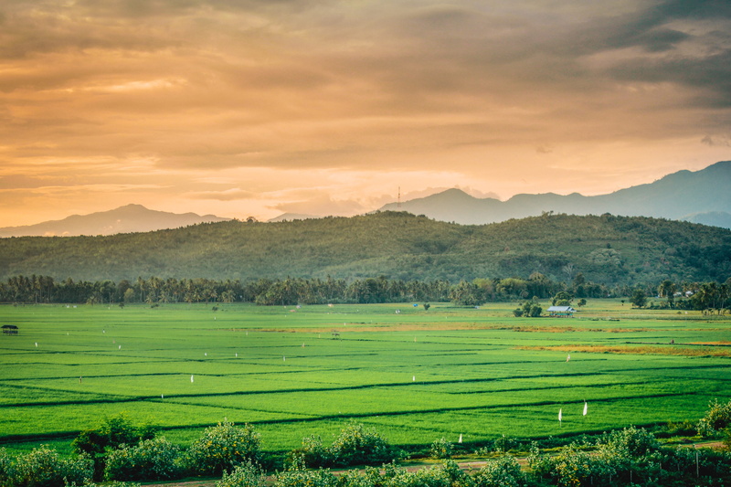 grassland, land, environment, farm, green color, scenery, indonesia, fields, paddy field, countryside, green, outdoors, plant, sky, tea crop, tranquility