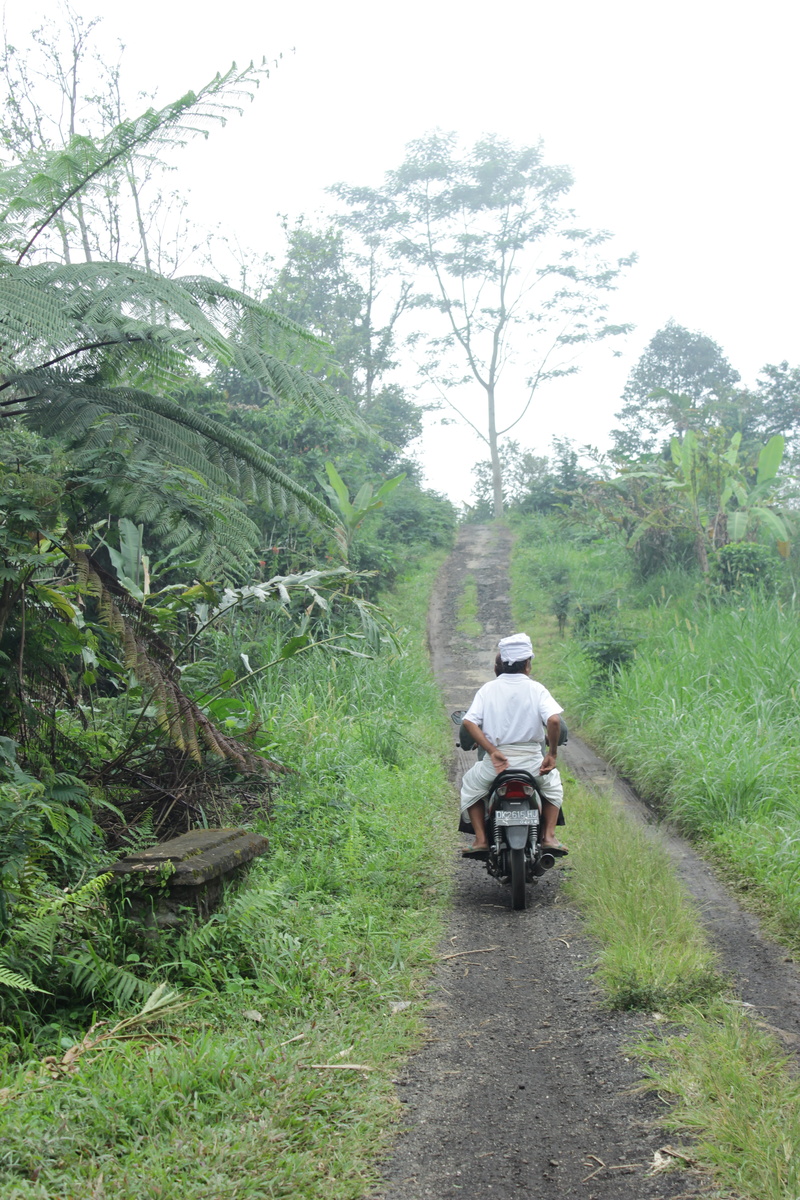 the way forward, villager, bali, one person, green, tree, motorist, day, village, nature, growth, green color, transportation, tabanan regency, mode of transportation