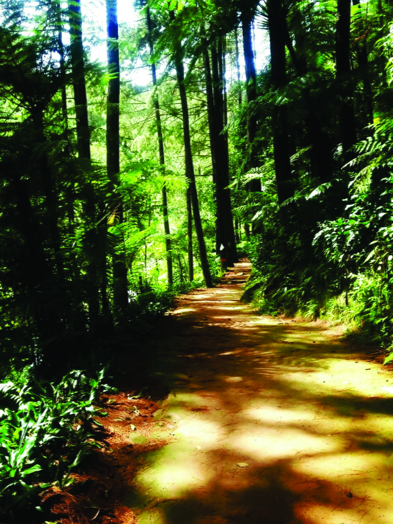 land, tranquil scene, growth, day, shadow, diminishing perspective, outdoors, woodland, indonesia, green color, footpath, tranquility, 5K, no people, purwakarta regency