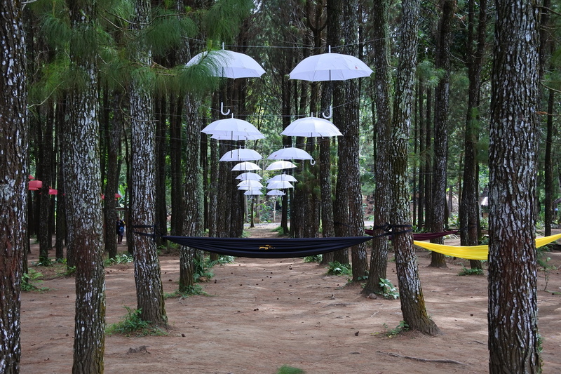 park - man made space, sragi, tranquility, songgon, tree, tree trunk, beauty in nature, plant, growth, day, tranquil scene, no people, forest, umbrella