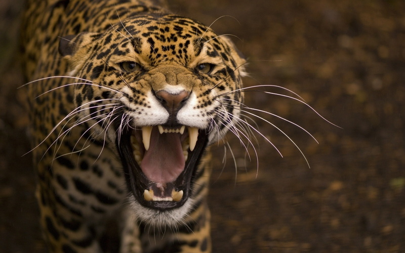 Wild, Teeth, 1080P, Mouth, Face, Jaguar, Cat, Predator