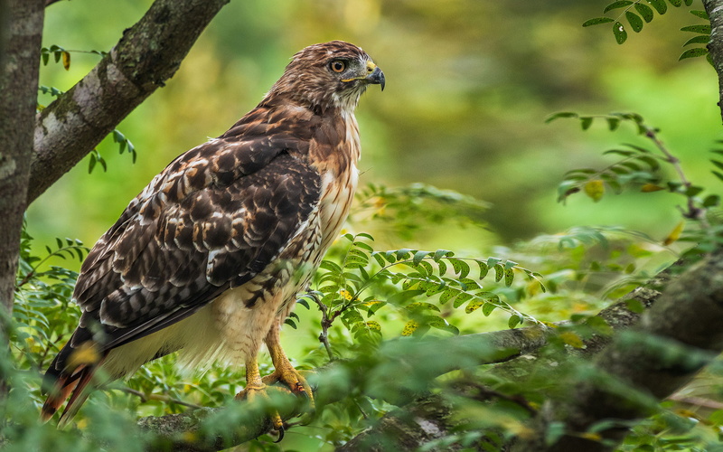 tv, eagle, 4K, tablet, no people, profile view, ultra, nature, animal wildlife, prey, mobile, tree, selective focus, hawk, phones, bird, branch, green color