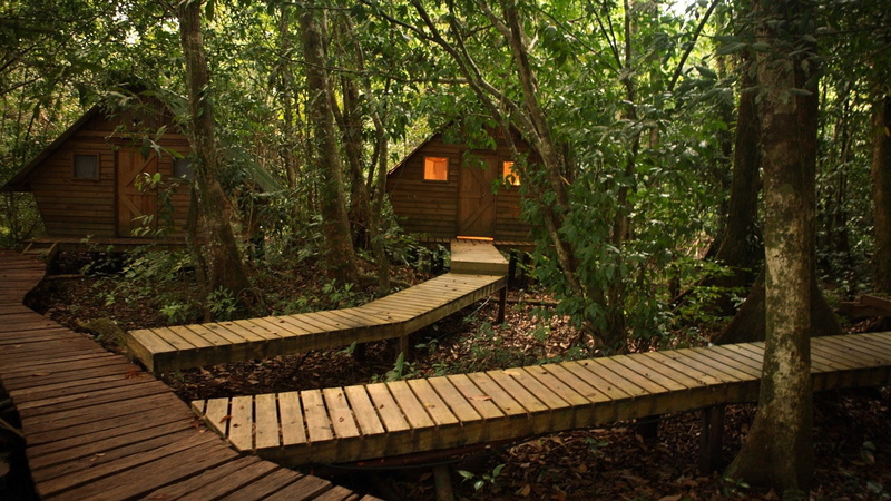 architecture, no people, nature, forest, tree trunk, absence, wood - material, day, wooden surface, trees, South America, plant, cabin, tranquility, jungle