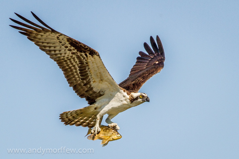 2K, wildlife, animals In The Wild, animals Hunting, flying, Fish, Eagle, bird of Prey, gray, brown, nature, bird, Osprey, for a Change, carnivore, Naples  Florida