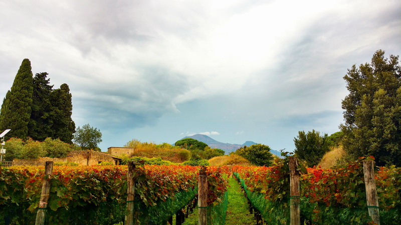 winemaking, romans, landscape, autumn, farm, no people, barrier, pompeii, cloud - sky, trees, scenics - nature, italy, tree, tranquility, vineyard, wine