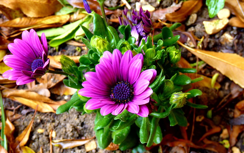daisies, high angle view, known, growth, petal, beauty in nature, flowering plant, day, no people, vulnerability, pollen, garden, hd, flower head, plant