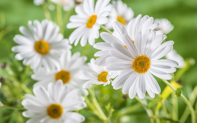 fragility, freshness, known, close-up, no people, nature, asteraceae, growth, flower, flower head, day, plant, photo, white color, vulnerability, daisies