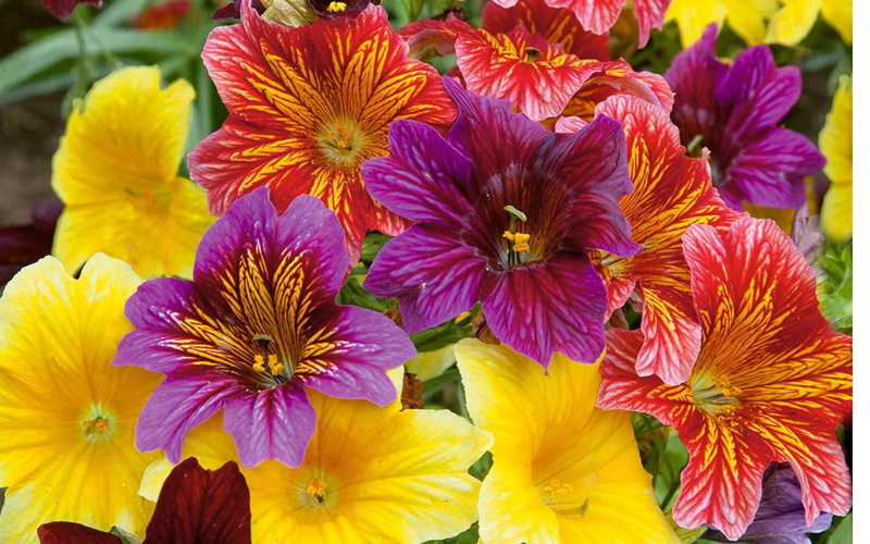 salpiglossis, 2K, flower, known, painted, baked, velvet, sinuata, trumpet, language, tongue, tube