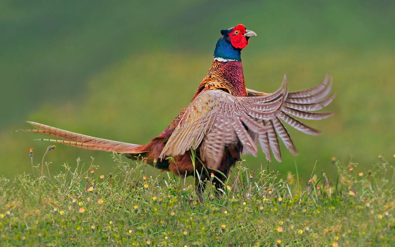 colchicus, europe, bird, asia, phase, pheasant, world, necked, male, widespread, phasianidae, ring, family, 2K, known, phasianus, born