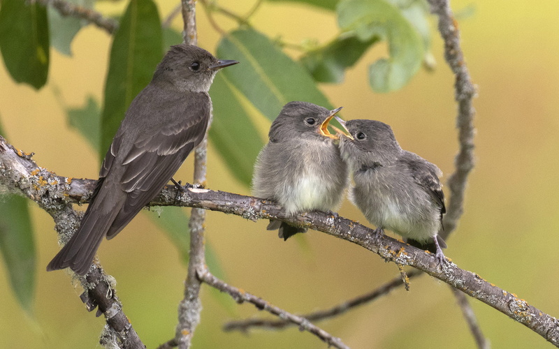 simply, animal themes, group of animals, beautiful, day, known, close-up, focus on foreground, two animals, plant part, powerful, branch, 4K, bird, outdoors