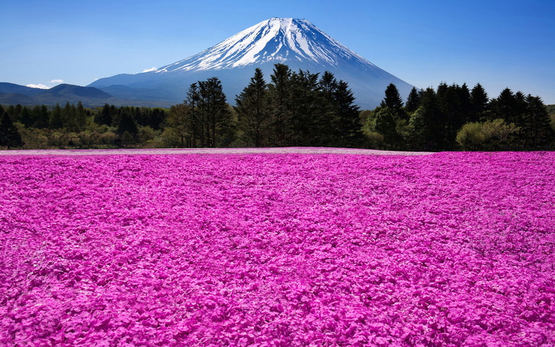 Fuji, field, Japan, pink, flower, 1080P, Volcano, Flowers, Trees, mount, Mountain