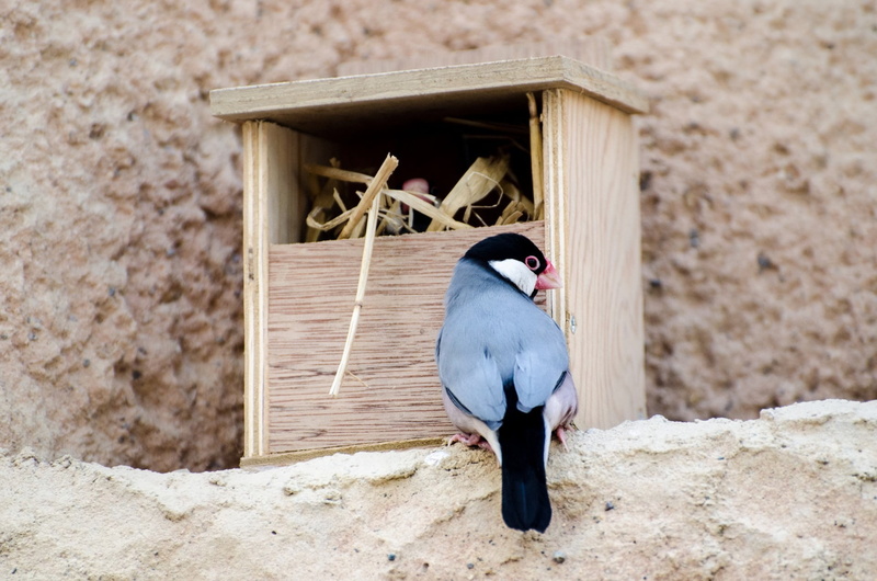 animal, nature, color, animal wildlife, wild, hawaii, focus on foreground, oryzivora, plumage, vertebrate, wall - building feature, land, close-up, no people