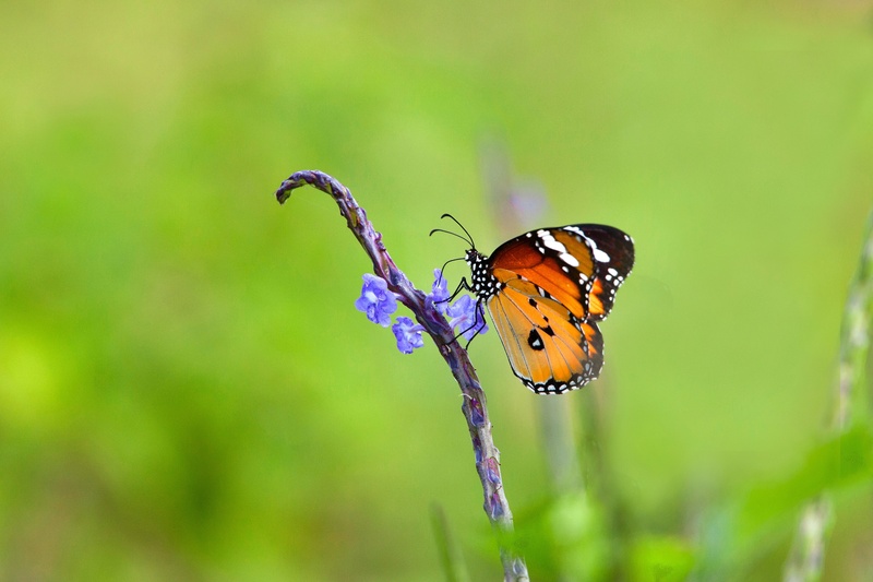 flower head, flowering plant, fragility, java island, animals in the wild, animal wing, no people, animal wildlife, suck the nectar, outdoors, focus on foreground