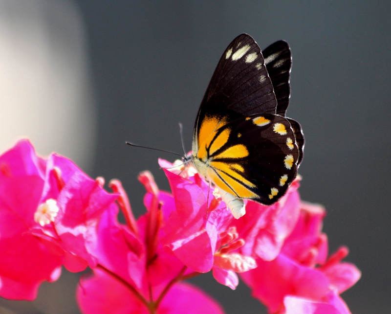 close, black and yellow, IMG, nature, bali, close up, Caper White, photo, animal, yellow, Indonésia, Bélénois Java, Bali Island, beauty In Nature, animal Wing