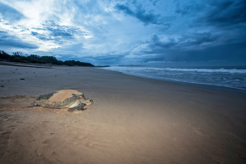 ujung origin coast, horizon over water, beauty in nature, sand, scenics - nature, the indian ocean, scenics, before dawn, wave, nature, water, sky, tranquil scene