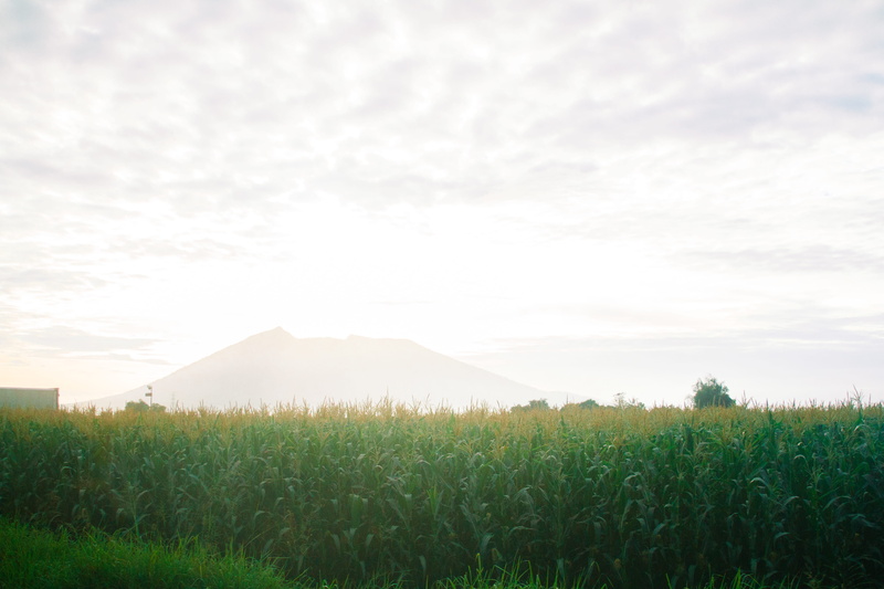 agriculture, farm, tranquility, corn, tranquil scene, plantation, rural scene, cloud - sky, outdoors, corn field, country, tagalog, sky, nature, country side