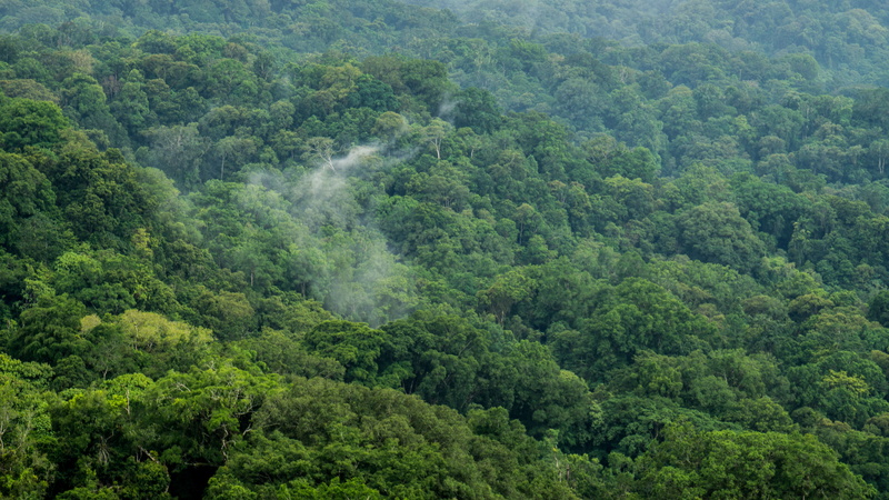 scenics - nature, 5K, growth, non-urban scene, rainforest, land, tropical rainforest, forest, plant, woodland, foliage, trees, green color, no people