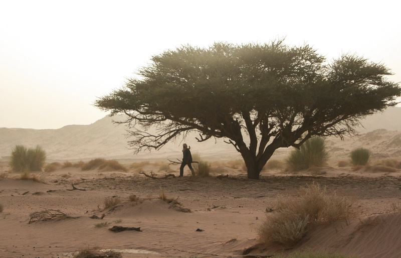 green, plant, sky, land, 2K, environment, algeria, day, walking, tassili, climate, arid climate, outdoors, beauty in nature, desert, field, tree, scenics - nature