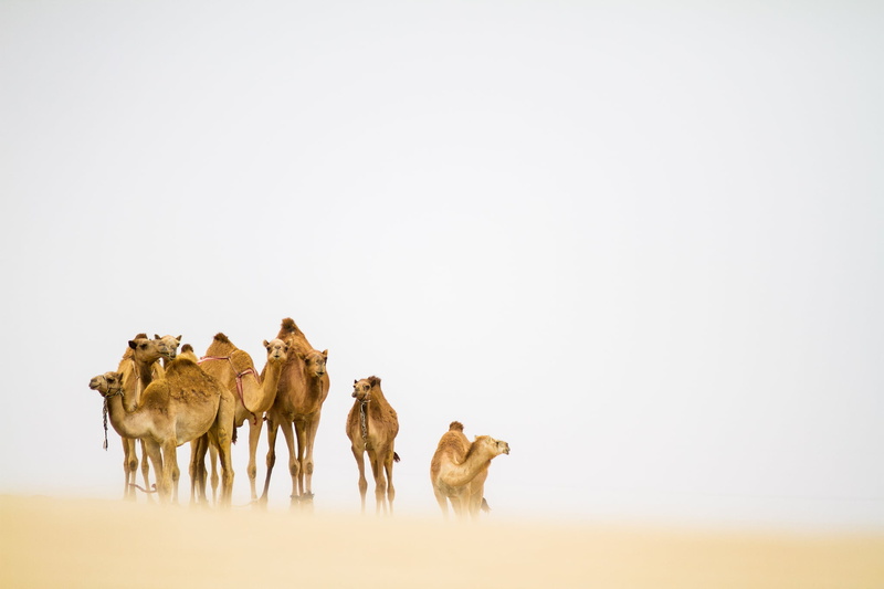 desert, herd, running, camel, domestic animals, sandstorm, animal wildlife, camels, nature, no people, medium group of animals, animal themes, animal family