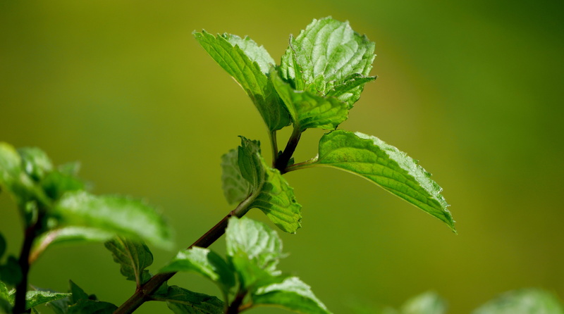 Aero, growth, leaf, no people, freshness, focus on foreground, outdoors, mint, fomef, k, food, green, leaves, tree, vulnerability, Macro, selective focus