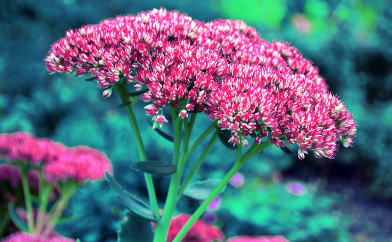 focus on foreground, no people, Nature, growth, beauty in nature, close-up, red, day, flower, flowering plant, inflorescence, fomef, flowerdream, blossom