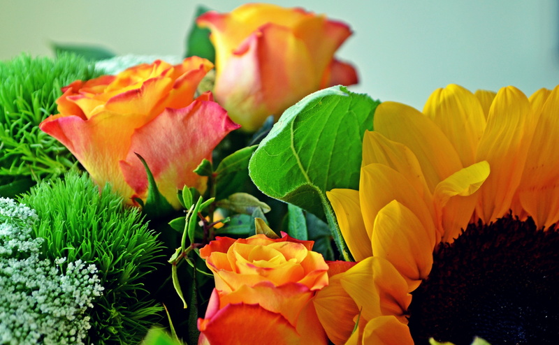 plant, orange color, no people, petal, Flowers, flowermix, fragility, Nature, flowering plant, close-up, softness, beauty in nature, outdoors, plant part