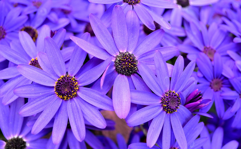 focus on foreground, purple, growth, no people, Nature, beauty in nature, full frame, flowering plant, backgrounds, flower, freshness, pollen, k, vulnerability