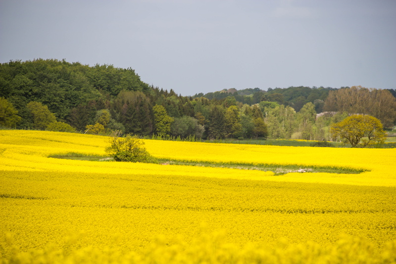 flower, landskap, ƒ / 7, mm, outdoors, tree, landscape photography, rural Scene, Yellow, trees, canola, canon eos 100d, agriculture, iso_speed, geo:location