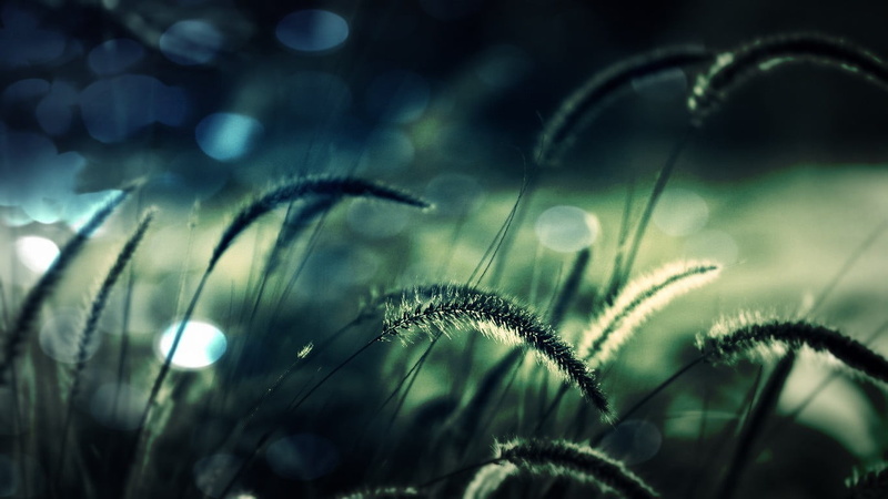macro, growth, abstract, summer, day, close-up, flower, plant, season, light - Natural Phenomenon, grass, spikelets, dew, tranquility, fragility, meadow