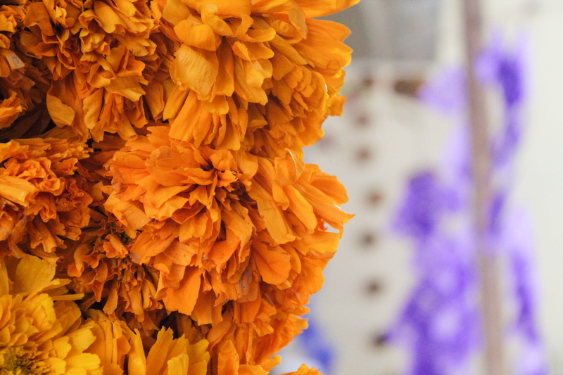 córdoba, close-up, flower, museo de córdoba, no people, day, vulnerability, 4K, focus on foreground, colorful, petal, growth, ofrenda, fragility, méxico