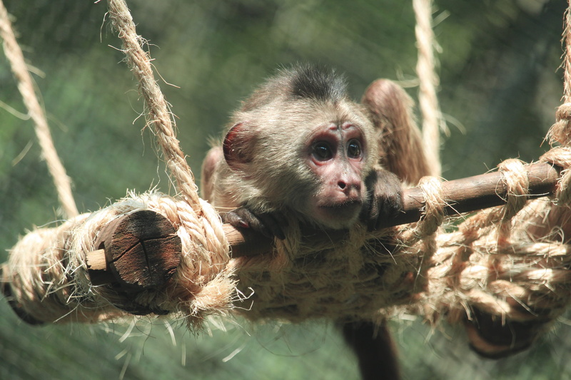 cdmx, monkey, focus on foreground, 2K, group of animals, portrait, chapultepec, cappuccino, natural, funny, animal head, vertebrate, young animal, sunlight