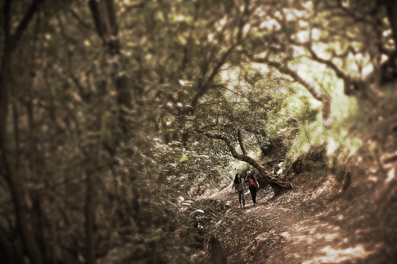 selective focus, lifestyles, people, full length, day, Tlalpan, walking, plant, adventure, forest, brotantes sources, rear view, hiking, men, real people