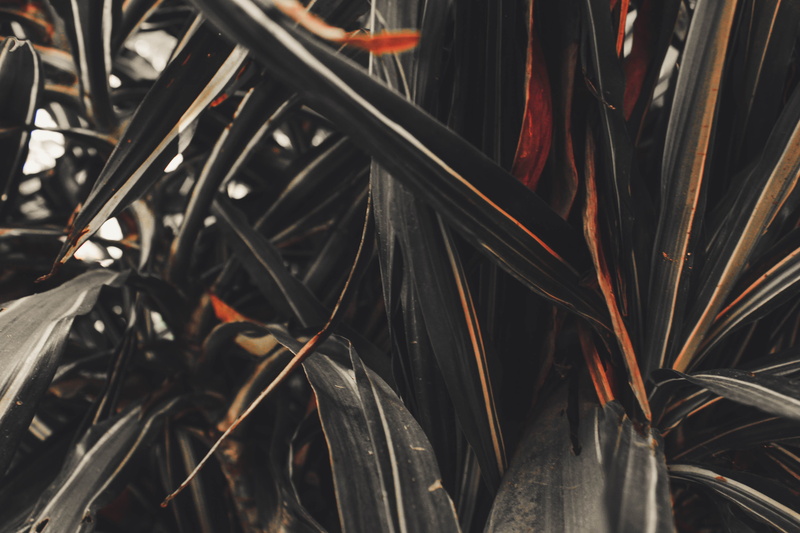 bicycle, focus on foreground, close-up, wheel, ciudad de méxico, spoke, mexico, abundance, tree, lakes, plant, nature, leaf, 5K, metal, plant part, day