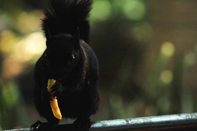 mexico city, close-up, vertebrate, squirrel, animals, focus on foreground, day, primate, nature, no people, ciudad de méxico, outdoors, animal wildlife