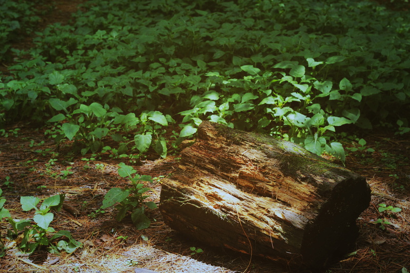 field, green, no people, nature, tree stump, ciudad de méxico, light, wood - material, chopped, wood, deforestation, detail, bark, log, environmental issues