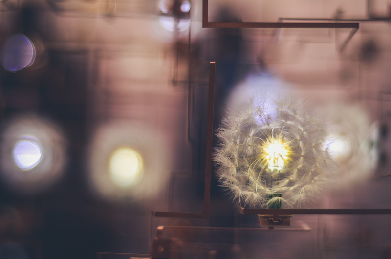 flower head, design, lights, motion, zonamaco, glass - material, flower, focus on foreground, explore, freshness, arts, banamex, contemplate, lens flare