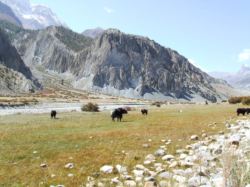 mammal, environment, sky, scenics - nature, animal, mountain range, 2K, nature, tranquil scene, Yak, landscape, animal wildlife, livestock, domestic, Himalayan