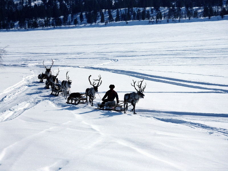 north pole, deers, animal wildlife, sledge, sport, field, outdoors, person, cold temperature, antler, black, shadow, group of animals, 720P, domestic animals