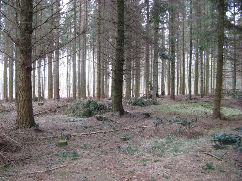 nothern, forest, scenic, tree trunk, pine woodland, in the woods, remote, no people, tree, non-urban scene, flora, pine, scenics - nature, wood, environment